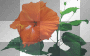 Blume transparent