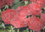 red roses