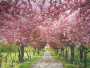 Sakura Lane My Home