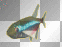 fisch