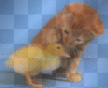 funny cat