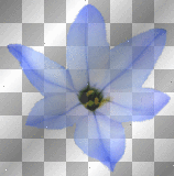 Blue Flower