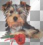 chien avec rose