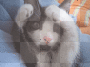 animated background - micio^^