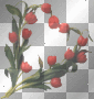 fleurs coeur