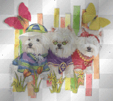 dog chien humour funny cute