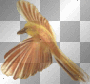 oiseau oiseau