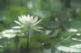 FLOR DE AGUA