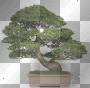 bonsai