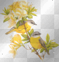 Oiseaux