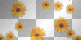 ANIMATED SUNFLOWERS