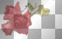 Rose Red @FI Rose Red @FI