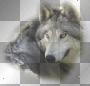 loup