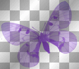 transparent butterfly purple