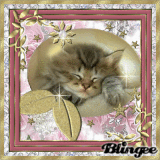 un chat en or 