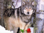 Wolf im Schnee
