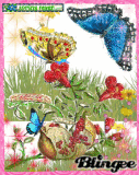 spring fever butterflies spring fever butterflies