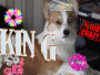 Welsh Corgi Lovers
