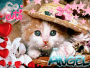 gatto