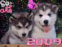 Doggies