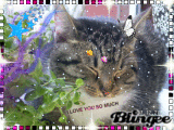 my cat ,love you so much