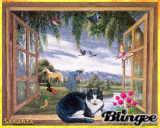 die katze am fenster