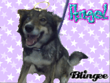 Alaskan Husky  Shepherd mix