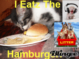 lol catz!