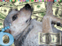 money dingo money dingo