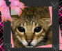 Cute Kitty =)