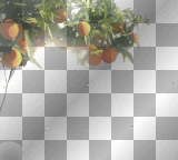 orange tree