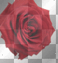 Large Red Rose