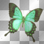 butterfly