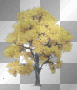 autumn tree