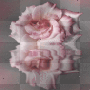 Rose waterreflection