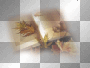AJESIEN autumn fall transparent AJESIEN autumn fall transparent