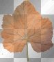 Leaf Leaf