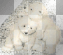 bears bears