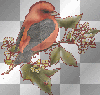 bird