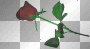 blood rose