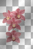 pink flower 