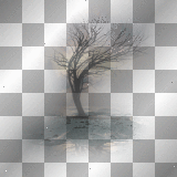 tree - autumn late