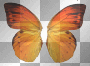 Wings Wings