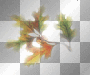 AJESIEN  AUTUMN FALL TRANSPARENT 