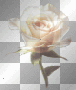ROSE B75