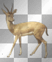 antilope antilope