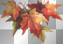 Autumn Foliage