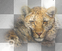 LEOPAR..