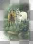 ☺horses:) ☺horses:)