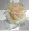 Rose Rose
